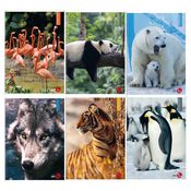 Maxiquaderno A4 40fg+2 80gr 4mm c/margine Animal BM